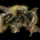 Illustration for article titled Close-Up Bee Portraits Are A Glimpse Into A Gorgeously Weird World